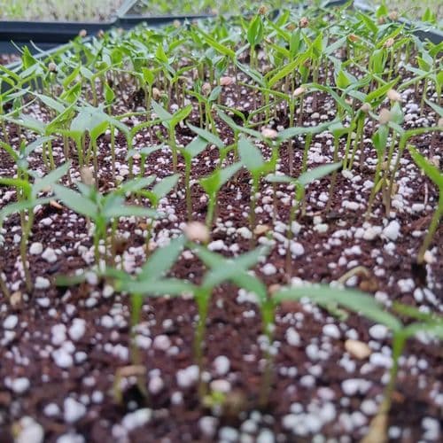 Greenhouses